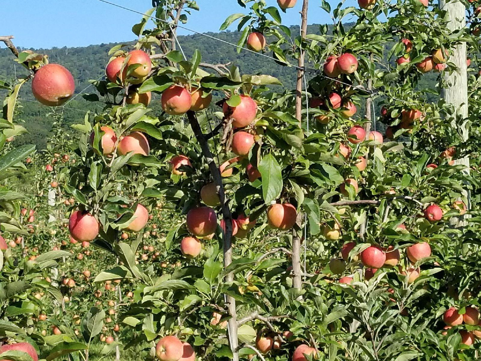 Autumn Gala Apples - Catoctin Mountain Orchard - Catoctin Mountain Orchard