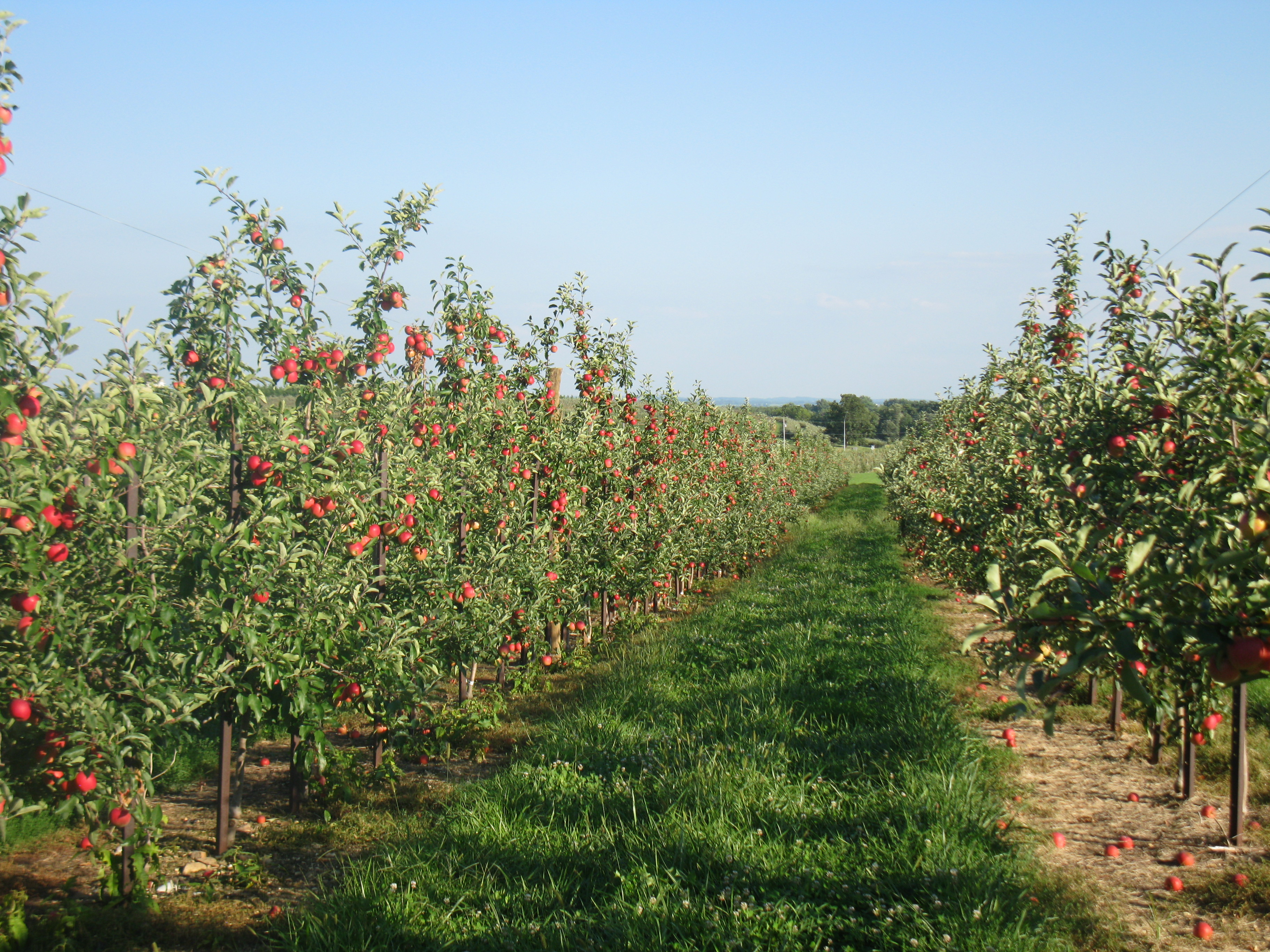 Bakery & Orchard with Fresh Baked Goods & Gift Items- MD - Catoctin ...