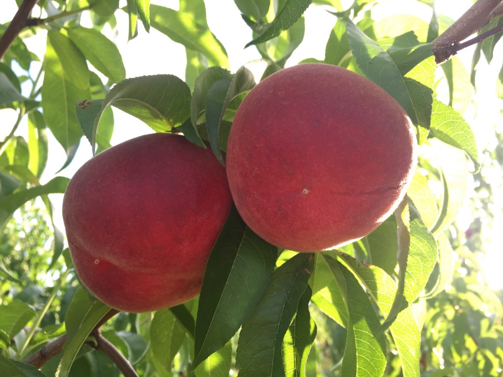 White peaches - Catoctin Mountain Orchard - Catoctin Mountain Orchard